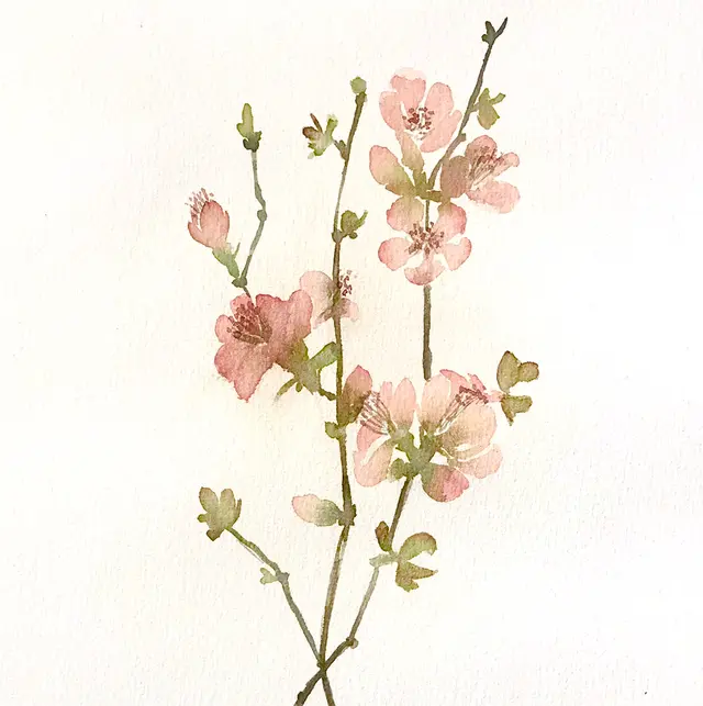 Fleur de pommier japonais